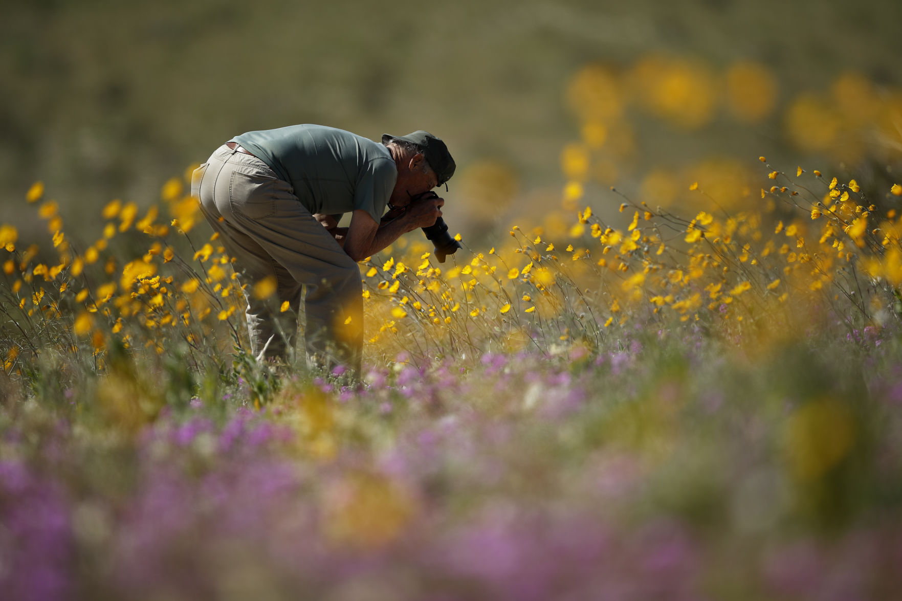 Desert Super Bloom